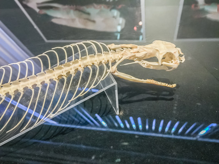 Snake skeleton of King Cobra (Ophiophagus hannah), the world's longest venomous snake.のeditorial素材