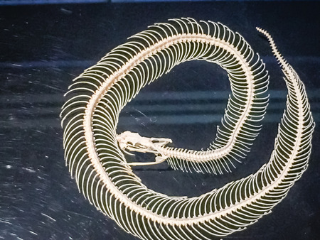 Snake skeleton of Malayan pit viper (Calloselasma rhodostoma), very dangerous snake.のeditorial素材
