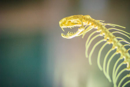 Snake skeletons of monocled cobra (Naja kaouthia), also called monocellate cobra, is a cobra species widespread across South and Southeast Asia.の写真素材