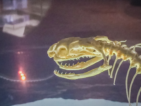 Snake skeleton of banded krait (Bungarus fasciatus), a species of elapid snake found on the Indian Subcontinent and in Southeast Asia.の写真素材