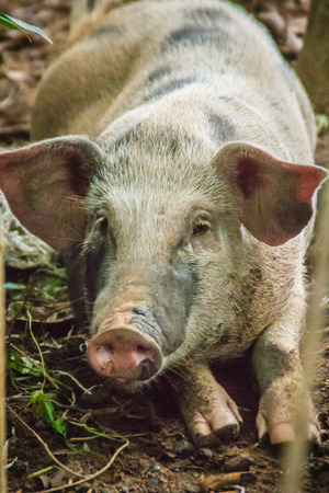 Close up face of domesticated wild boar in the tropical forest. The wild boar (Sus scrofa), also known as the wild swine or Eurasian wild pig, is a suid native to much of Eurasia and North Africa.の写真素材