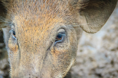 Close up face of domesticated wild boar in the tropical forest. The wild boar (Sus scrofa), also known as the wild swine or Eurasian wild pig, is a suid native to much of Eurasia and North Africa.の写真素材
