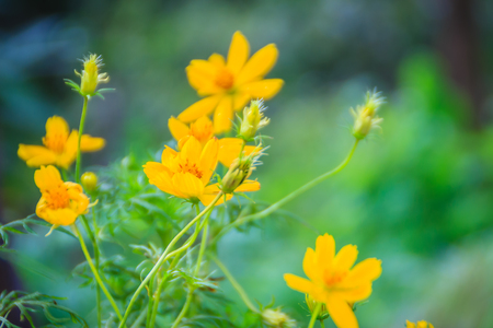Beautiful of yellow cosmos flower in the green background. Cosmos is a genus, with the same common name of cosmos, consisting of flowering plants in the sunflower family.の写真素材