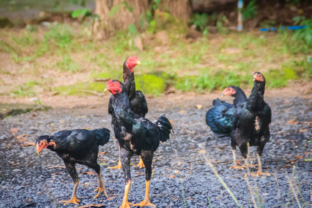 Group of black domestic chickens are finding for food on backyard in the rural village.の写真素材