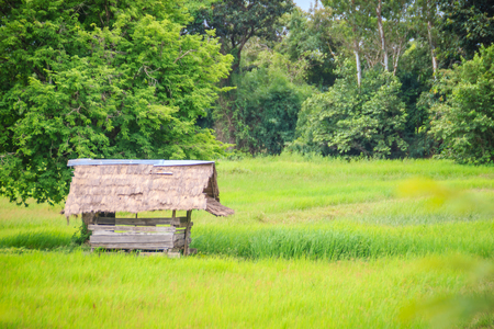A peaceful cottage on rice farm with green background. Tranquilly green rice field and farmer hut background.の写真素材