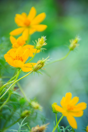 Beautiful of yellow cosmos flower in the green background. Cosmos is a genus, with the same common name of cosmos, consisting of flowering plants in the sunflower family.の写真素材