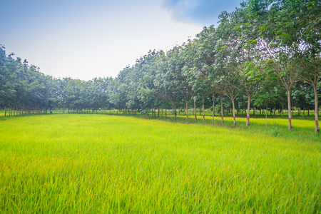Mixed farming by planting rubber trees in rice fields is agricultural system in which a farmer conducts different agricultural practice together two or more of plants simultaneously in the same field.の写真素材