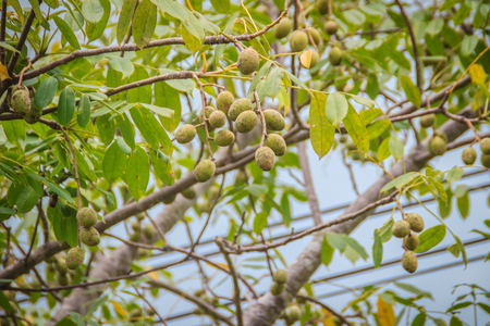 Organic green hog plum (Spondias pinnata) fruits on tree. Spondias pinnata is found in lowlands and hill forests of Southeast Asia.の写真素材