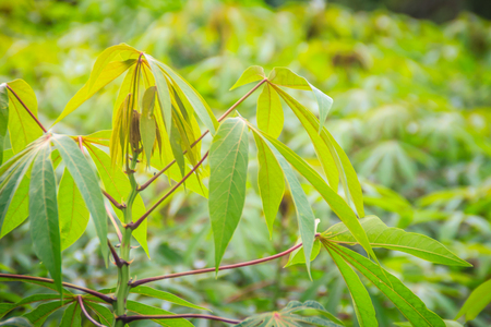 Green cassava tree in the cultivated field. Cassava (Manihot esculenta), also called Yuca, Mandioa, Manioc, Tapioca, Brazilian arrowroot, woody shrub native to South America.の写真素材