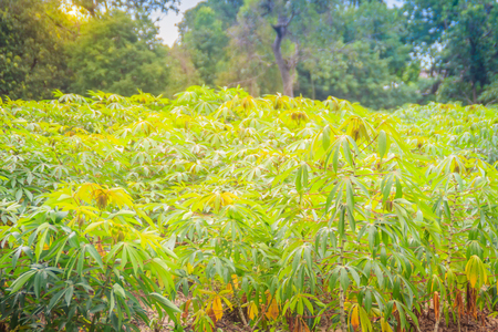 Green cassava tree in the cultivated field. Cassava (Manihot esculenta), also called Yuca, Mandioa, Manioc, Tapioca, Brazilian arrowroot, woody shrub native to South America.の写真素材