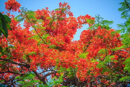 Beautiful red royal poinciana or flamboyant flower (Delonix regia). It is species of flowering plant in the bean family Fabaceaealso and also one of several trees known as flame tree or peacock flowerの写真素材