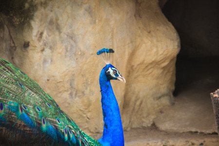Peacock is living in the cave. Male Indian peafowl or blue peafowl (Pavo cristatus), a large and brightly colored bird, is a species of peafowl native to South Asia.の写真素材