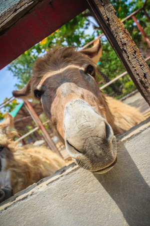 A mule in the stable. Mule is the offspring of a male donkey (jack) and a female horse (mare). Horses and donkeys are different species, with different numbers of chromosomes.の写真素材