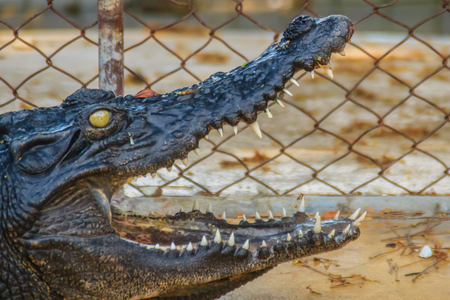 Sharp fangs and scary crocodile that waits for the prey. Dreadful crocodile with a toothy grin to attack the prey.の写真素材
