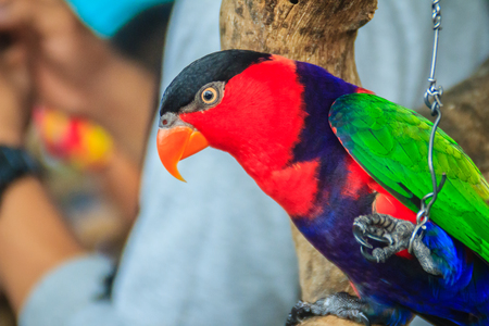 Leg chained black-capped lory parrot that look so sad and agonize. Black-capped (Lorius lory) also known as western black-capped lory or the tricolored lory, is a parrot found in New Guinea.の写真素材