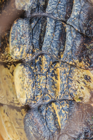 Alive crocodile tail pattern from the living body for background. Crocodile farming for breeding and raising of crocodiles in order to produce crocodile and alligator meat, leather, and other goods.の写真素材