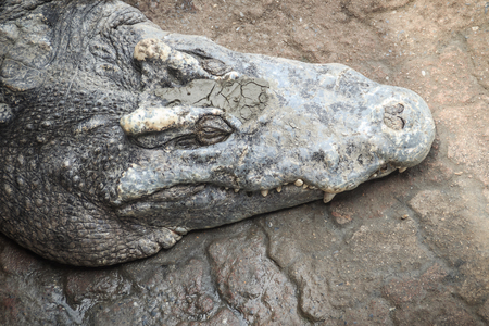 Sharp fangs and scary crocodile that waits for the prey. Dreadful crocodile with a toothy grin to attack the prey.の写真素材