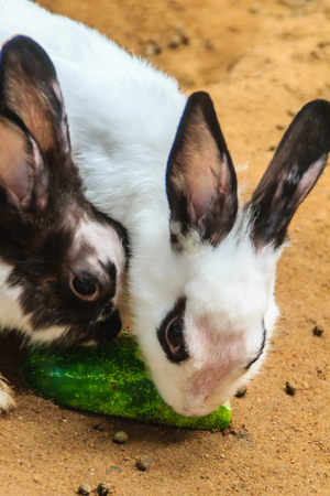 Cute black and white rabbit is eating food in the rabbit farm. Commercial rabbit farming business can be a great source to meetup the food or protein demand and a great source of employment.の写真素材