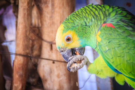 Leg chained yellow-headed amazon is eating food. The yellow-headed amazon (Amazona oratrix), also...