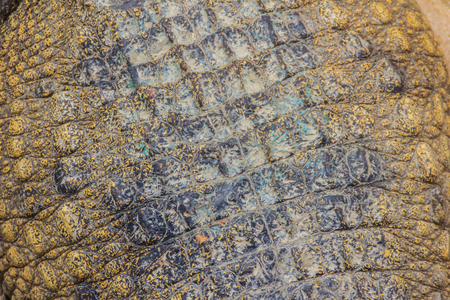 Alive crocodile skin pattern from the living body for background. Crocodile farming for breeding and raising of crocodiles in order to produce crocodile and alligator meat, leather, and other goods.の写真素材