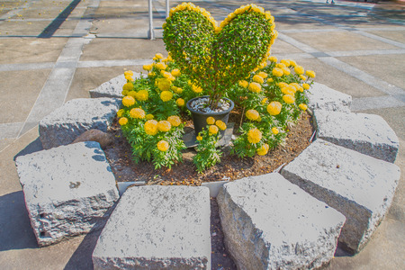 Heart-shaped bonsai with yellow flowers decorated in the garden. Green bonsai tree in the form of a heart with yellow flower. の写真素材