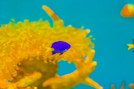 Cute Chrysiptera cyanea fish, also known as blue damselfish, blue demoiselle, blue devil, cornflower sergeant-major, Hedley's damselfish, red tail Australian damsel, sapphire devil, sky-blue damsel.の写真素材
