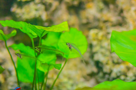 Cute glass catfish (Kryptopterus vitreolus), known in the aquarium trade traditionally as the glass...
