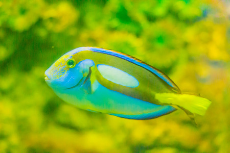 Cute Pacific regal blue tang fish (Paracanthurus hepatus) is swimming in aquarium. Paracanthurus...