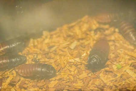 Cute Madagascar hissing cockroach (Gromphadorhina portentosa), also known as the hissing cockroach...