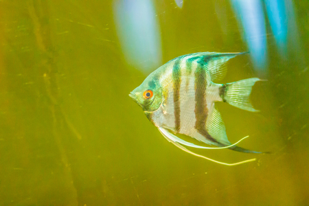 Cute angelfish (Pterophyllum) fish, a small genus of freshwater fish from the family Cichlidae known...