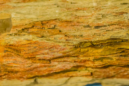 Background of Petrified wood, a special type of fossilized remains of terrestrial vegetation of tree or tree-like plants having completely transitioned to stone by the process of permineralization.の写真素材