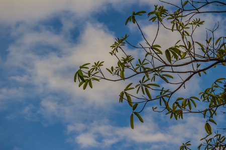 Green tree branches on blue sky and white cloud background. Silhouette green leaves on trees under cloudy bright blue sky. Cerbera odollam tree, known as the suicide tree, pong-pong, and othalanga.の写真素材