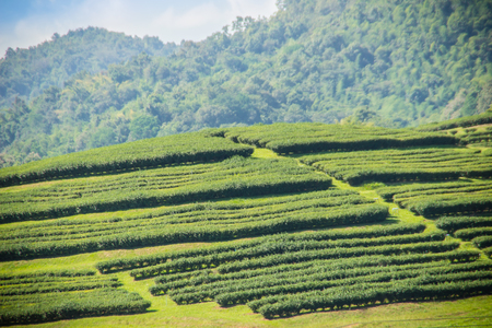 Rows of tea trees in the valley at Chinese tea farm. Beautiful green tea field in the valley under blue sky and white cloud. Peaceful mountainous landscapes with clear blue sky in the tea farm.の写真素材