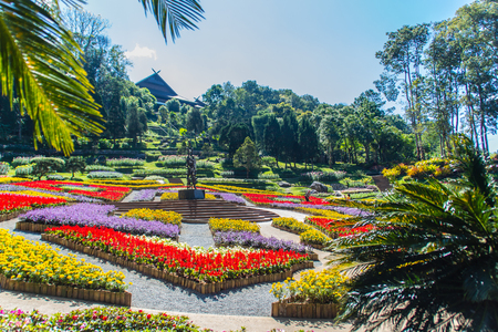 Chiang Rai, Thailand - November 18, 2017: Colorful flowers at Mae Fah Luang Garden, Chiang Rai, Thailand. Garden of cold winter flowers such as Salvia Petunia Begonia roses, flowers, auspicious trees.のeditorial素材