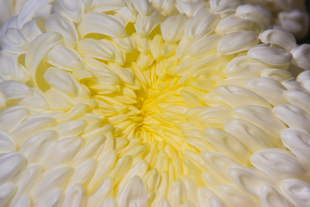 Beautiful hybrid Chrysanthemums flower, also known as mums or chrysanths, are flowering plants of the genus Chrysanthemum in the family Asteraceae. They are native to Asia and northeastern Europe.の写真素材