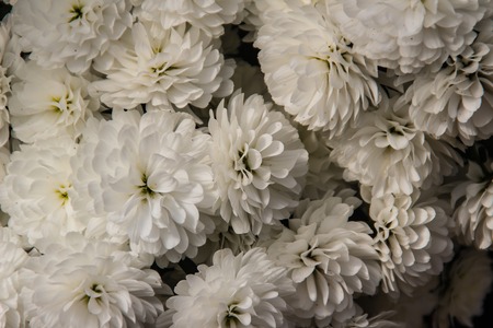 Beautiful hybrid Chrysanthemums flower, also known as mums or chrysanths, are flowering plants of the genus Chrysanthemum in the family Asteraceae. They are native to Asia and northeastern Europe.の写真素材