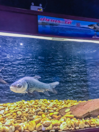 Nakhon Phanom, Thailand - September 30, 2017: Various freshwater fish from Mekong River, including rare and endangered species at Mekong Underwater World, also know as Nong Yat Aquatic Animals Museum.のeditorial素材