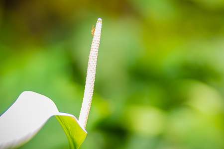 Beautiful white peace lily flower (Spathiphyllum cannaefolium) in the garden. Spathiphyllum is a genus of monocotyledonous flowering plants in the family Araceae, native to Southeast Asia.の写真素材