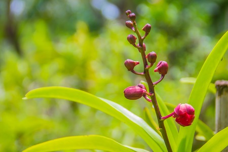 Beautiful red pink hybrid Renanthera orchid flower. Renanthera is a genus of large scrambling monopodial epiphytic and terrestrial species of orchid found in China, the Himalayas, Southeast Asia.の写真素材