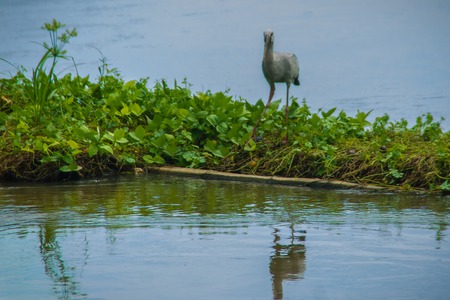 Cute Asian openbill or Asian openbill stork bird (Anastomus oscitans) is looking for snails, their...