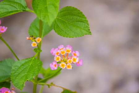 Bouquet of colorful Lantana camara flowers with green leaves background. Lantana camara, also known as big-sage , wild-sage, red-sage, and tickberry.の写真素材