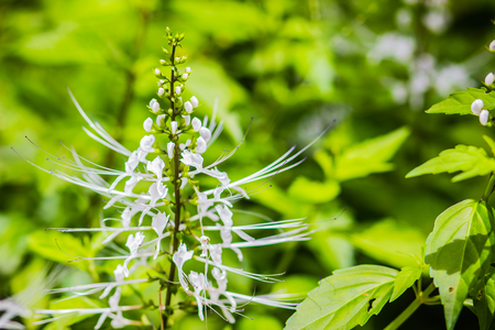 White flower of Orthosiphon aristatus with green leaves background.Orthosiphon aristatus is a medicinal herb known as cat's whiskers or Java tea.の写真素材
