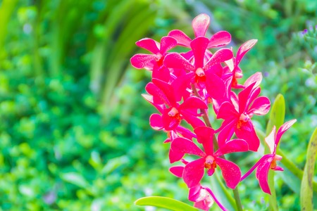 Beautiful red pink hybrid Renanthera orchid flower. Renanthera is a genus of large scrambling monopodial epiphytic and terrestrial species of orchid found in China, the Himalayas, Southeast Asia.の写真素材