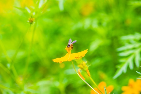Yellow Cosmos sulphureus flowers with small black bee and green leaves background. Cosmos sulphureus is also known as sulfur cosmos and yellow cosmos.の写真素材