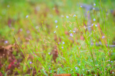 Tiny wild grass flower in the green field background.の写真素材