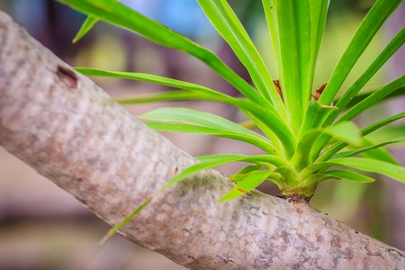 Green sprout of Dracaena loureiri Gagnep (Chan phaa) tree in the garden. Dracaena loureiri Gagnep from Thailand which is to be found growing on limestone in mountainous areas.の写真素材