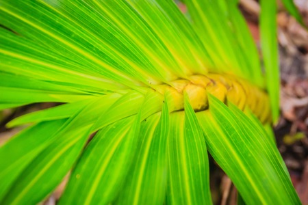 Green leaves of tiger orchid flower (Grammatophyllum speciosum) in the public park. Grammatophyllum speciosum, also called giant orchid, tiger orchid, sugar cane orchid or queen of the orchids.の写真素材