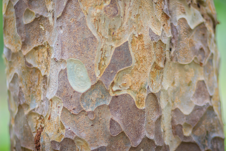 Abstract brown pattern background in colorful texture on tree bark. Flaky and grey-brown bark...