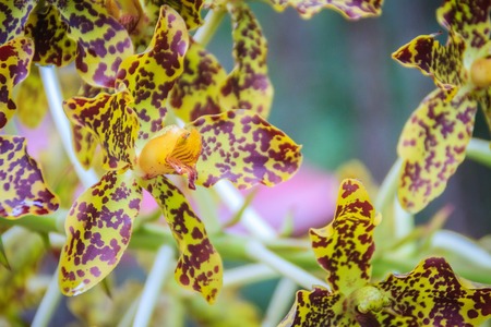 Beautiful tiger orchid flower (Grammatophyllum speciosum) in the public national park. Grammatophyllum speciosum, also called giant orchid, tiger orchid, sugar cane orchid or queen of the orchids.の写真素材
