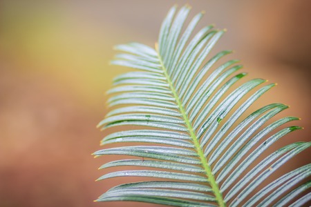 Evergreen leaves of Cycas siamensis, a species of Cycad endemic to Myanmar, Thailand, and Vietnam.の写真素材